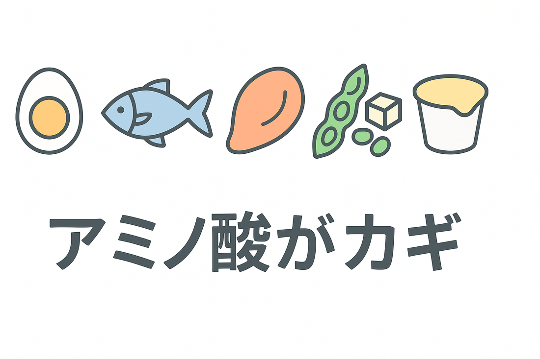多摩市のパーソナルジム【必須アミノ酸と非必須アミノ酸】30〜50代女性がキレイに痩せるための摂取法とタイミング完全ガイド